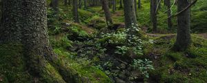 Preview wallpaper forest, moss, stones, stream, nature