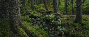 Preview wallpaper forest, moss, stones, stream, nature