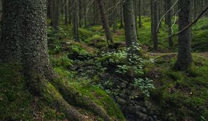 Preview wallpaper forest, moss, stones, stream, nature