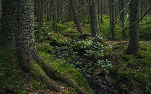 Preview wallpaper forest, moss, stones, stream, nature