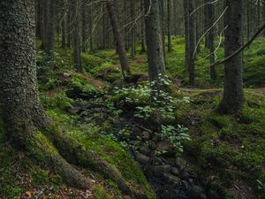 Preview wallpaper forest, moss, stones, stream, nature