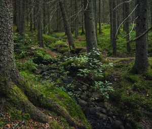 Preview wallpaper forest, moss, stones, stream, nature