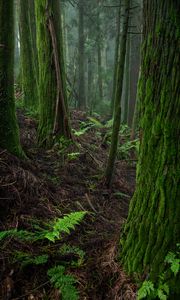 Preview wallpaper forest, moss, trees, fern, nature