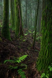 Preview wallpaper forest, moss, trees, fern, nature