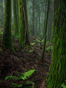 Preview wallpaper forest, moss, trees, fern, nature