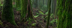 Preview wallpaper forest, moss, trees, fern, nature