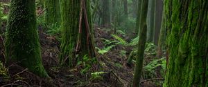 Preview wallpaper forest, moss, trees, fern, nature