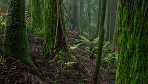 Preview wallpaper forest, moss, trees, fern, nature