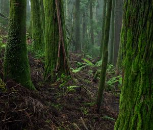 Preview wallpaper forest, moss, trees, fern, nature