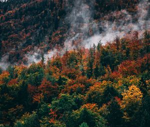 Preview wallpaper forest, mountain, peak, slope, clouds