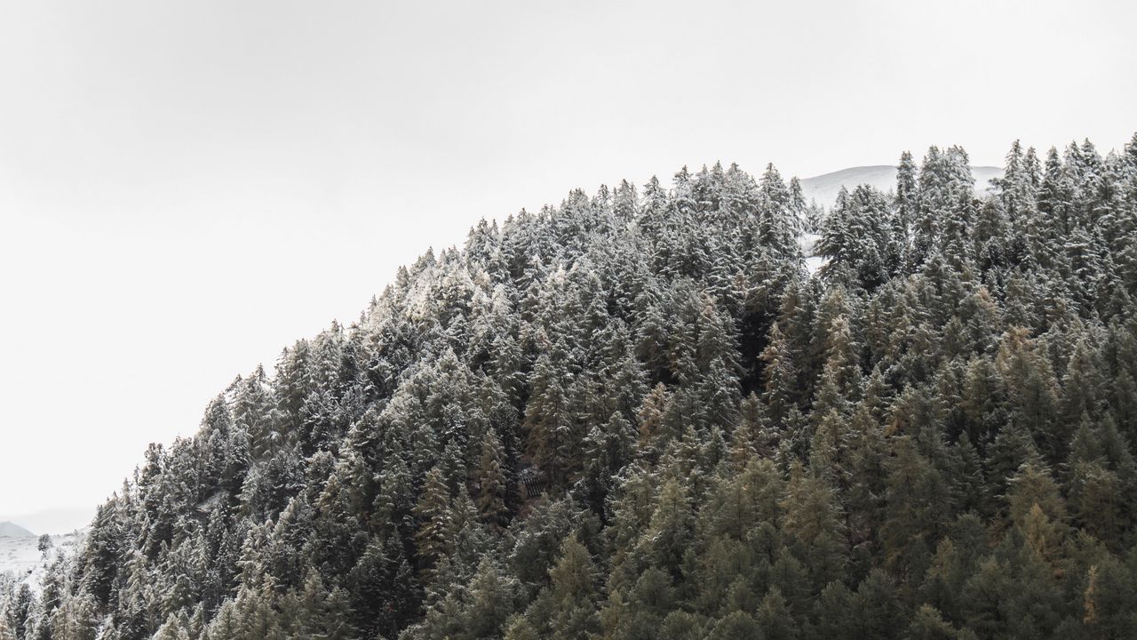 Wallpaper forest, mountain, slope, trees, nature