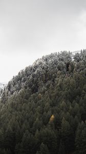 Preview wallpaper forest, mountain, slope, trees, nature