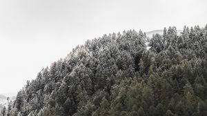 Preview wallpaper forest, mountain, slope, trees, nature