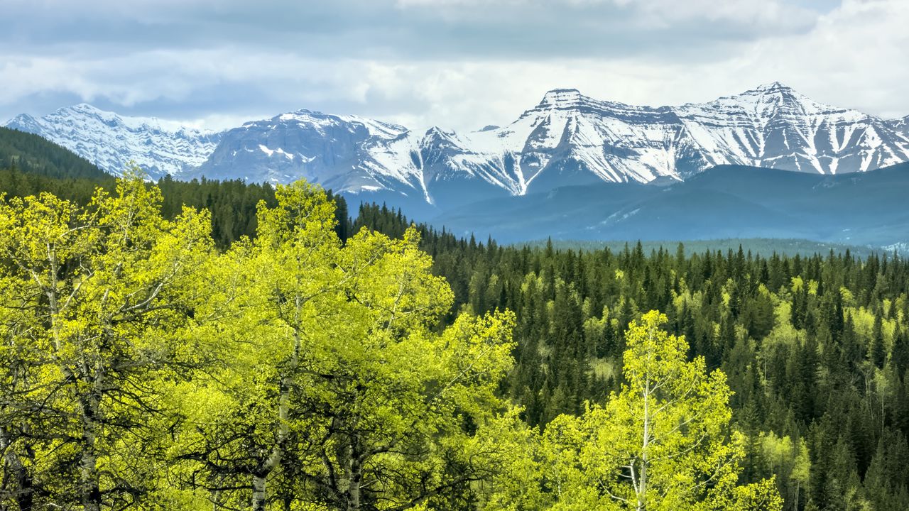 Wallpaper forest, mountains, clouds, nature