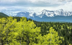 Preview wallpaper forest, mountains, clouds, nature