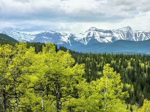 Preview wallpaper forest, mountains, clouds, nature