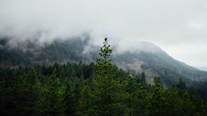 Preview wallpaper forest, mountains, fog, trees, landscape