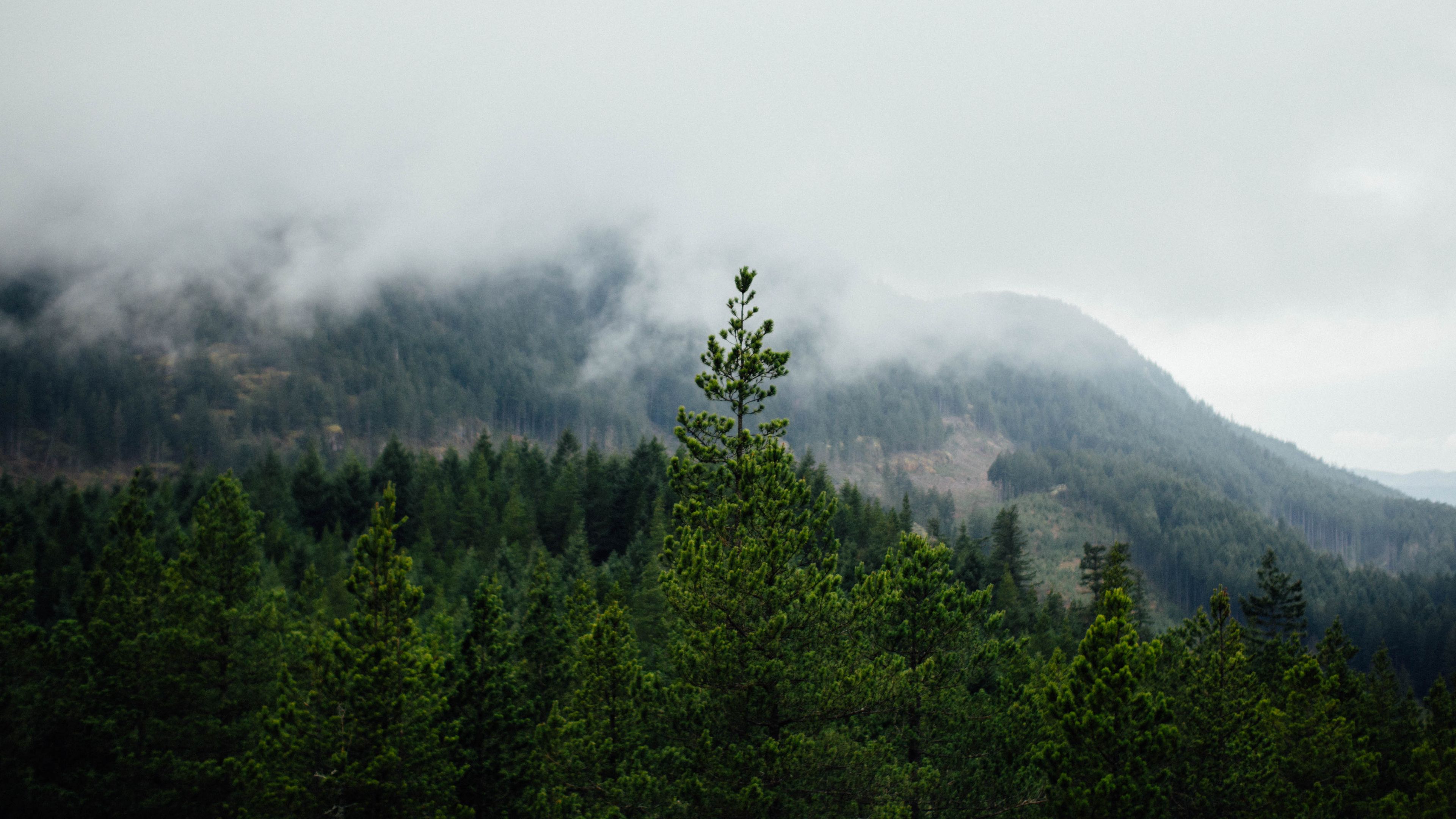 Green Landscape 4k Wallpaper Mountain Fog Trees Forest House Images