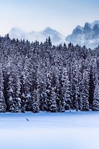 Preview wallpaper forest, mountains, landscape, snow, winter, nature