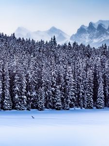 Preview wallpaper forest, mountains, landscape, snow, winter, nature