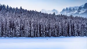 Preview wallpaper forest, mountains, landscape, snow, winter, nature