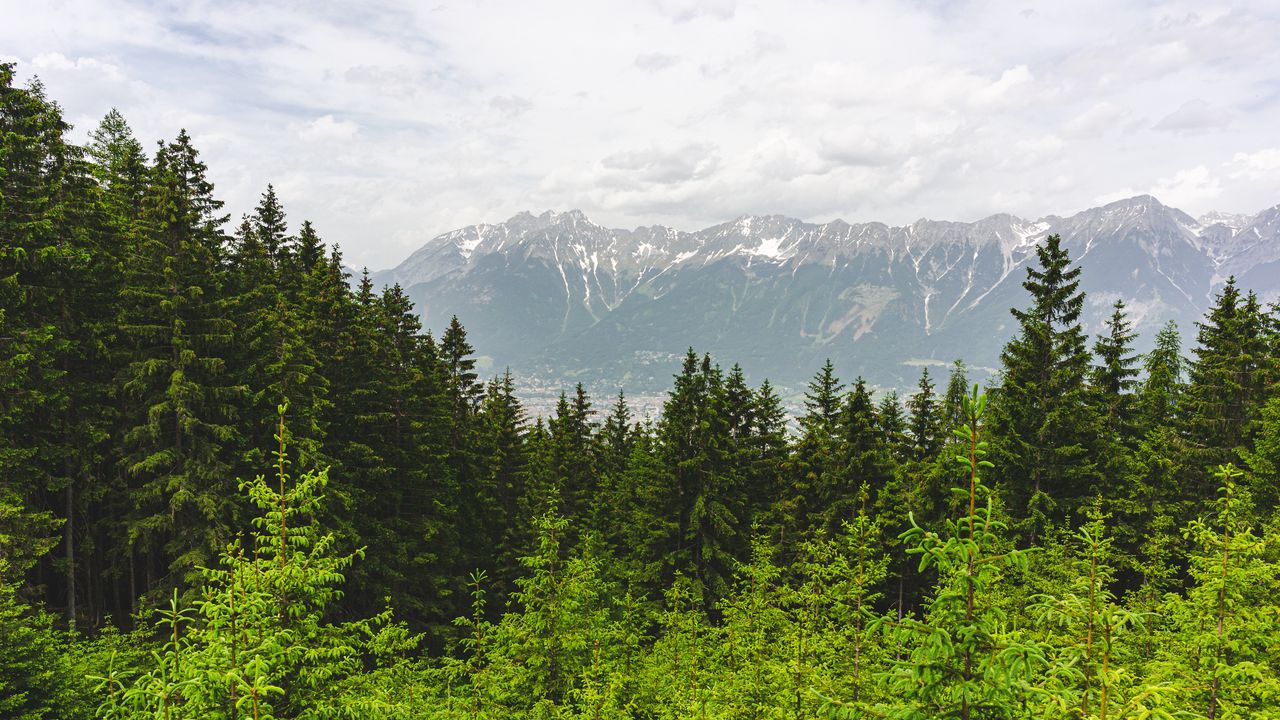 Wallpaper forest, mountains, landscape, trees, pines