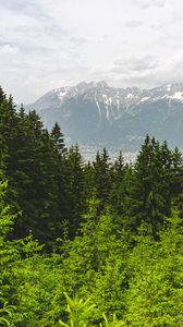 Preview wallpaper forest, mountains, landscape, trees, pines