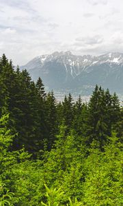 Preview wallpaper forest, mountains, landscape, trees, pines