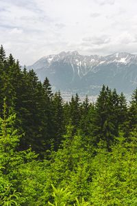 Preview wallpaper forest, mountains, landscape, trees, pines