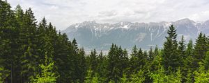 Preview wallpaper forest, mountains, landscape, trees, pines