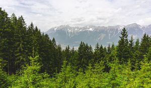 Preview wallpaper forest, mountains, landscape, trees, pines