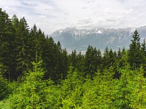 Preview wallpaper forest, mountains, landscape, trees, pines