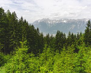 Preview wallpaper forest, mountains, landscape, trees, pines