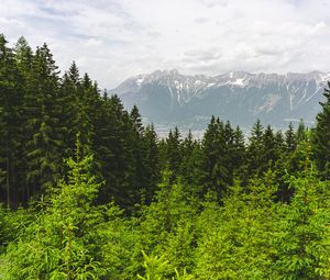 Preview wallpaper forest, mountains, landscape, trees, pines