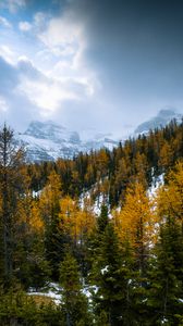 Preview wallpaper forest, mountains, landscape, snow, snowy