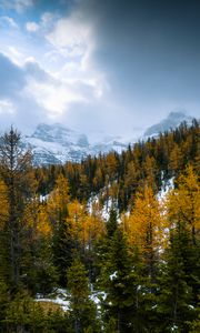 Preview wallpaper forest, mountains, landscape, snow, snowy