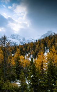 Preview wallpaper forest, mountains, landscape, snow, snowy