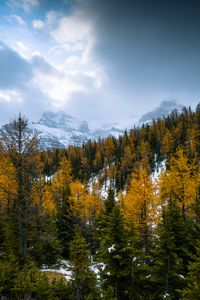 Preview wallpaper forest, mountains, landscape, snow, snowy