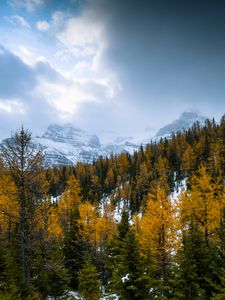 Preview wallpaper forest, mountains, landscape, snow, snowy