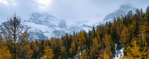 Preview wallpaper forest, mountains, landscape, snow, snowy