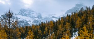 Preview wallpaper forest, mountains, landscape, snow, snowy