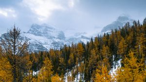 Preview wallpaper forest, mountains, landscape, snow, snowy