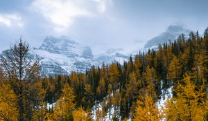 Preview wallpaper forest, mountains, landscape, snow, snowy