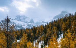 Preview wallpaper forest, mountains, landscape, snow, snowy