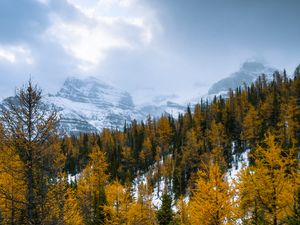 Preview wallpaper forest, mountains, landscape, snow, snowy