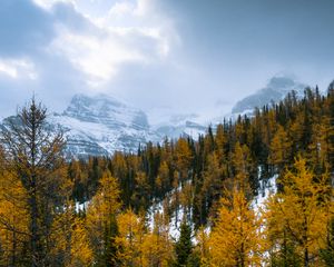 Preview wallpaper forest, mountains, landscape, snow, snowy