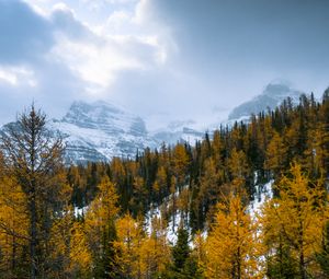 Preview wallpaper forest, mountains, landscape, snow, snowy