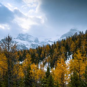 Preview wallpaper forest, mountains, landscape, snow, snowy