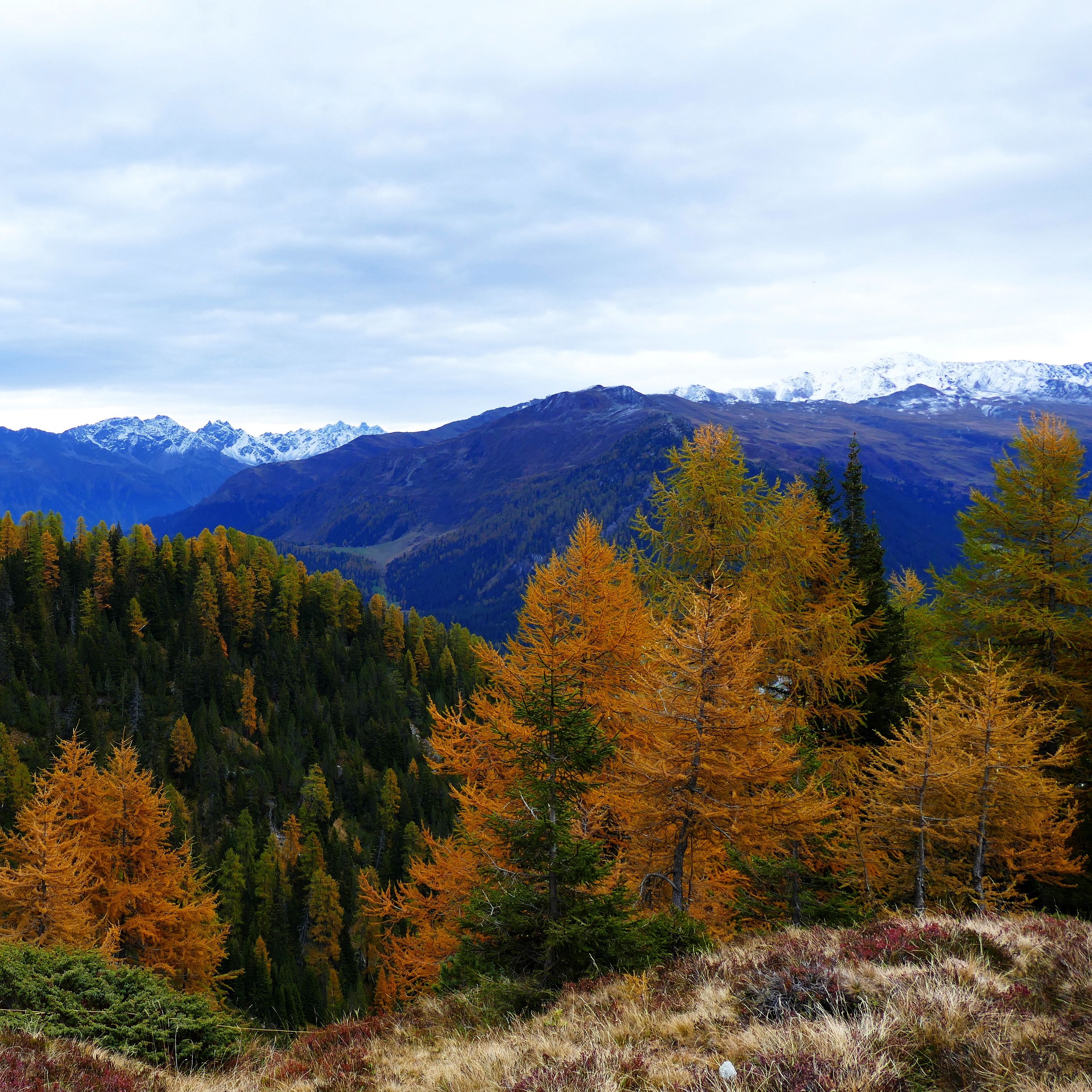 Download wallpaper 2780x2780 forest, mountains, trees, autumn ipad air ...