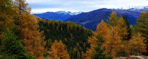 Preview wallpaper forest, mountains, trees, autumn